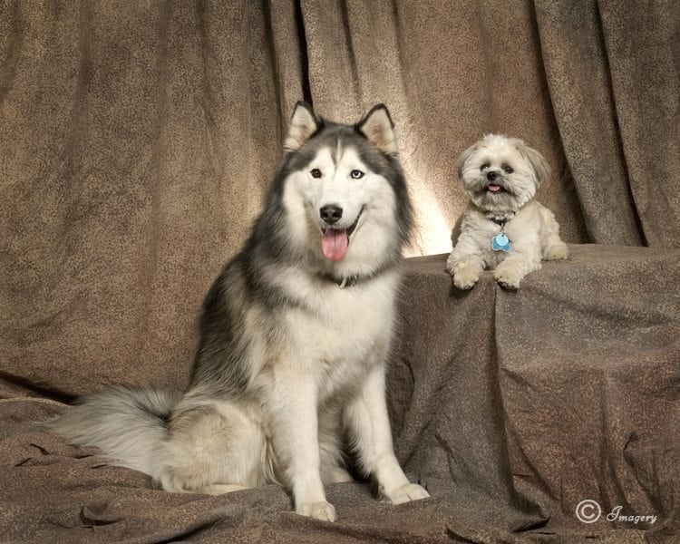 Professional Photo of Large White and Grey Dog and Small White Dog
