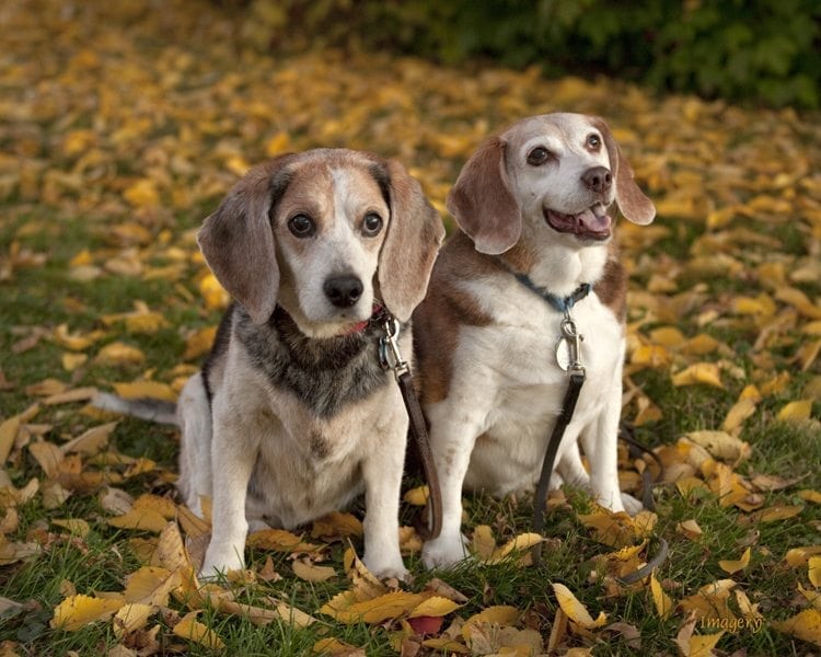 Professional Photo of Two Dogs in Leaves
