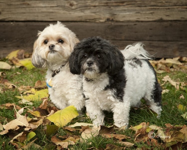 Professional Photo of Two Dogs